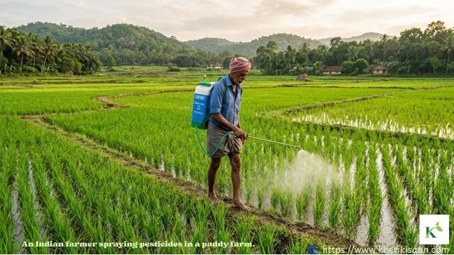 farmer spraying pesticides in a paddy farm